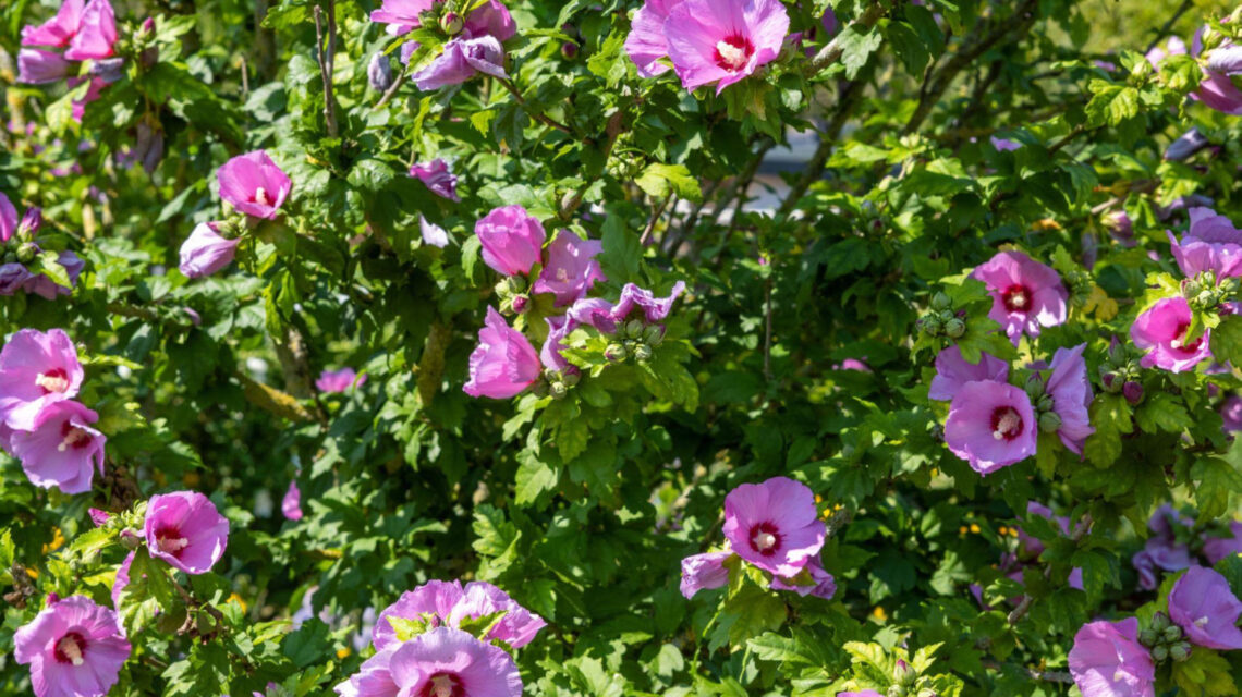 Dlaczego jesienne cięcie ketmii to błąd? Jak zadbać o hibiskus przed zimą